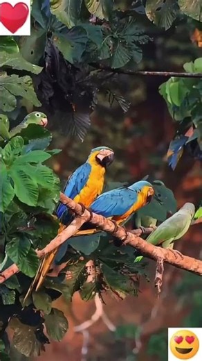 Breeding Electus, Exotic and conur parrots#raw#exotic#mucaw#cockatoo#lorry#african grey#electus#ring