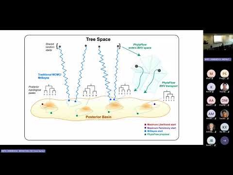 PhylaFlow: Hybrid flow matching in phylogenetic tree space