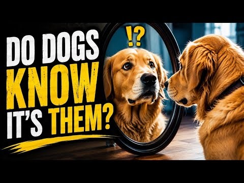 Why Your Dog Does Not Recognize Themselves in the Mirror — But Might Know Their Own Smell