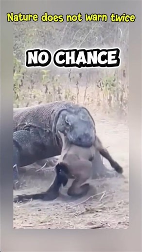 .Giant Komodo Dragon Swallows Goat Alive! Shocking Wild Attack 😱🐉