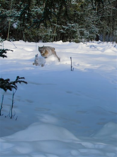 Exploring the Lynx and Wolf in the Animal World