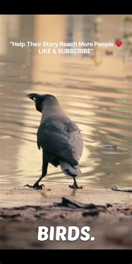 Crows Have Feelings Too 🖤