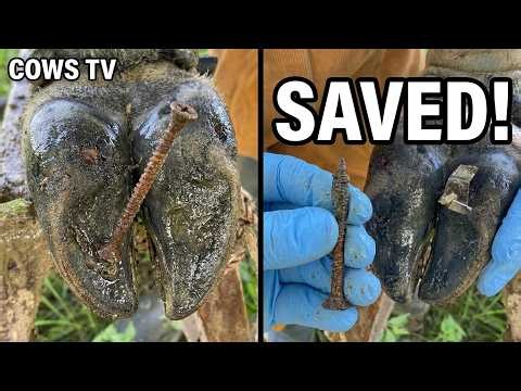 Watch This Hoof Transformation! 🐄 Rusty Nail Deep in Cow Foot Fixed Perfectly Cows TV