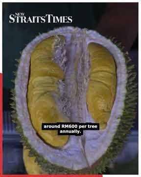 Musang King prices plunge to as low as RM10 per kg amid glut