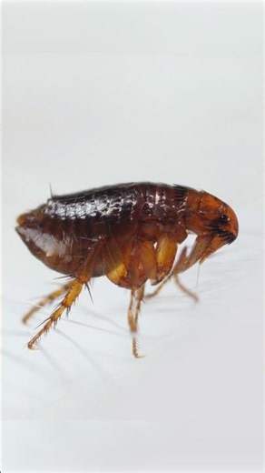 Fleas Can Jump 100 Times Faster Than the Blink of an Eye | #DeepLook #Shorts