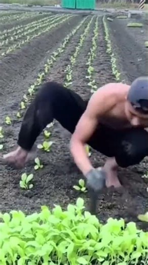 Planting Vegetable Seeds The Correct Way 🌱🥕
