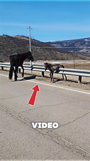 He Saved a Trapped Baby Horse 😱❤️ #baby horse