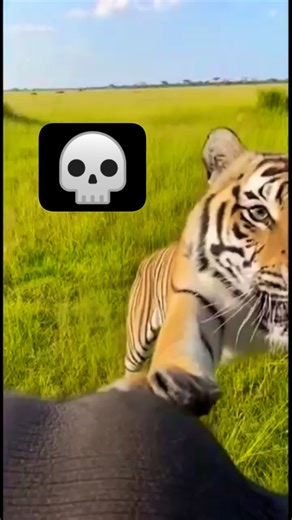 Tiger Charges Straight at Camera – Heart-Stopping Close Encounter! #animals #shorts