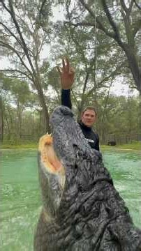 Gator training in the rain #gator #alligator ￼