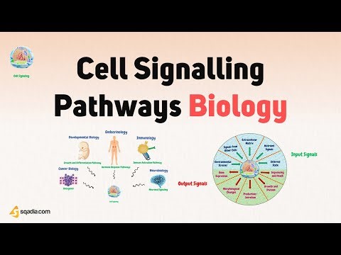 Cell Signalling Pathways Biology | Introduction