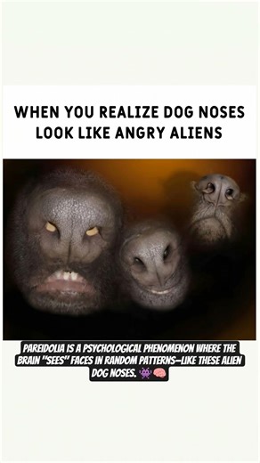 Your Dog is Hiding a Secret! 👽🐶