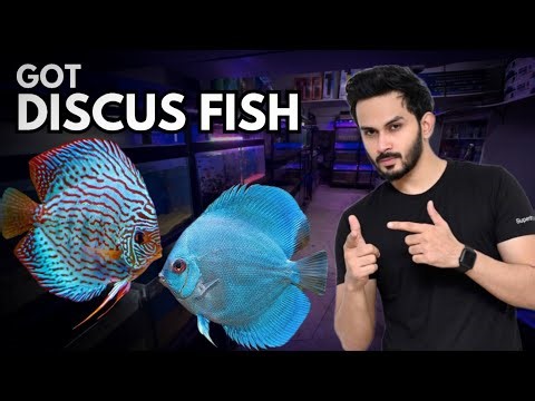 My Dream Fish Is Finally Here! Bought Discus Fish for My Fishroom - Imran’s World