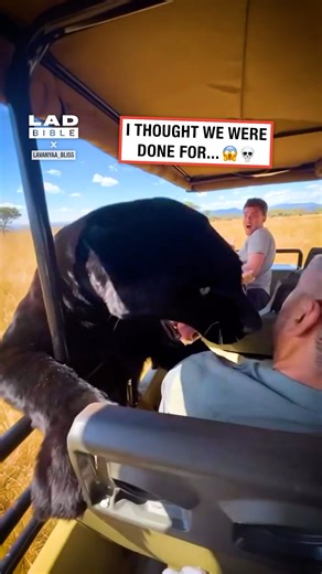 A panther jumped onto our safari car 😳 #safari #cats #panthers | LADbible