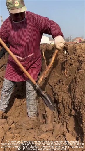 Digging Yam from Soil with a Shovel! 🥄🥔