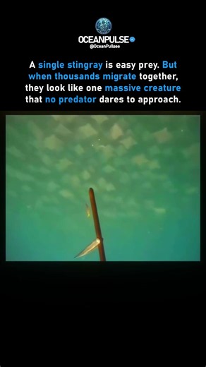 Thousands Of Stingrays Migrate Together 🌊🤯 #shorts