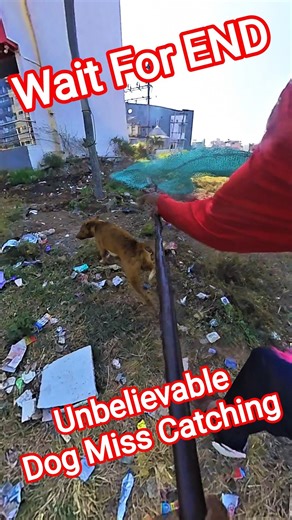 Double Catch #catch #dog #dogwithpublicsafety #pets #ytviral #shortsfeed