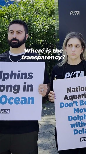 Ten years ago, @nationalaquarium promised their dolphins a seaside sanctuary.