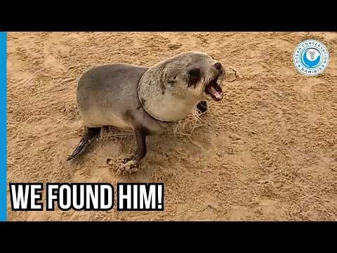 Hidden in the Group: Where’s the Entangled Seal?