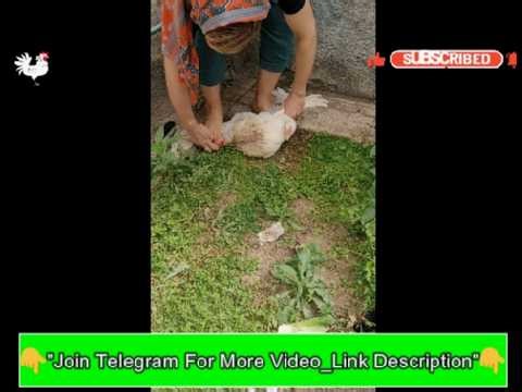 Lady butchering Chicken, Lady slaughter vlog