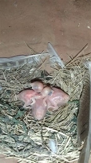 Java sparrow Baby 🐥🍼 #birds #minivlog #trending #pets #yt #parakeet #animals #shorts