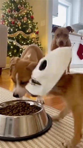 Skeleton Chihuahua Attacks Innocent Puppy for Food... Big Dog Saves the Day! 😂🐶