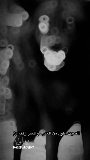 Exploring the Canine Kingdom: The Wolf's Legacy