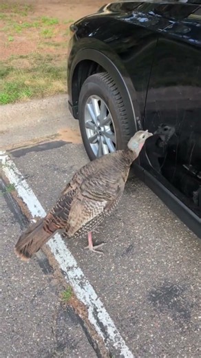 Wild Turkey Goes at Its Own Reflection in Car Door