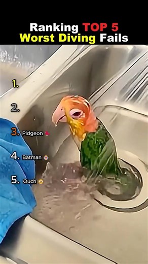 Ranking TOP 5 Diving Fails 😭😭 #usa