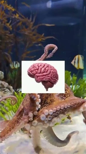 Is Octopus Is An Alien