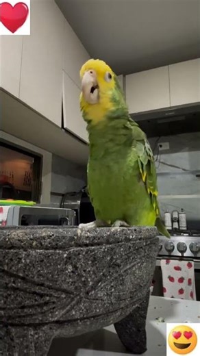 Breeding Electus#raw#exotic#mucaw#cockatoo#lorry#african grey#electus#ringneck#yellow 2