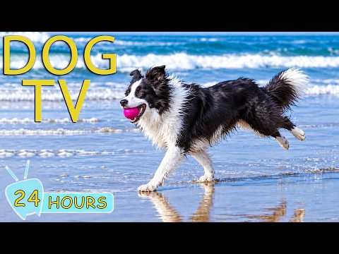 DOG TV: Best Boredom-Free Videos for Dogs Home Alone All Day - Soothing Music for Dogs