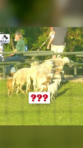 This herd of fans got a little sheepish after a foul ball grazed by them 🐑