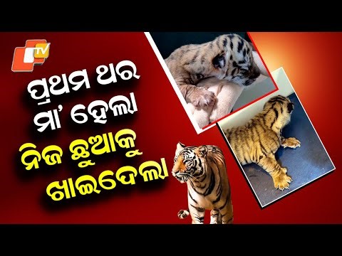 Special Story: Tragic Incident at Nandankanan Zoo; Two Cubs Lost, One Under Medical Observation