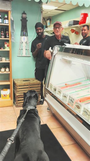 This Fish Market Was Hesitant To Approach My 130LB Cane Corso… Only To End Up Hand Feeding Him Fresh Fish For FREE 🐟🐶 #BigAssDave #CaneCorso #GentleGiant #DogTok #BigDogs