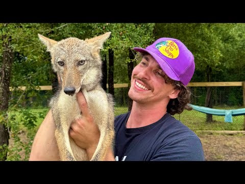 Catching the Coyote that Eats all My Chickens (By Hand)