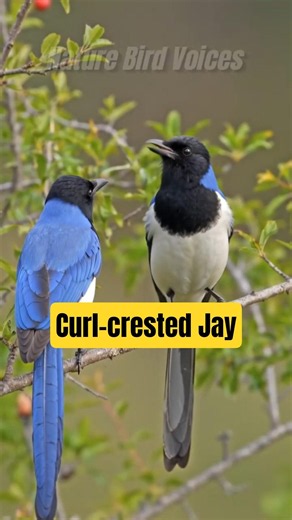 Curl-crested Jay #birds #birdsong #wildlife