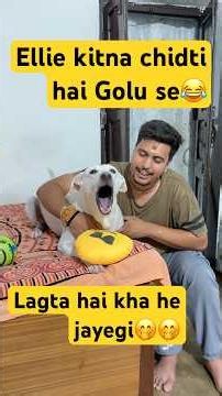 Ellie Or Golu Ki Dusmani Kab Khatam Hogi Ye ?🤔 #trending #youtubeshorts #ellie #shorts #dog #viral