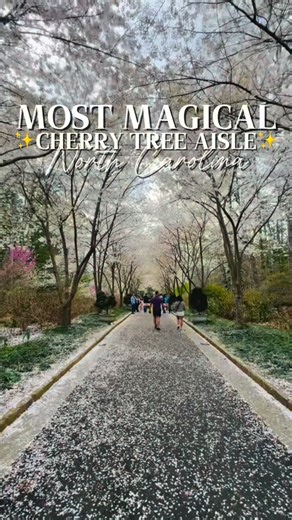 Mark your calendars ✨ Spring is near, and one of the most beautiful events in North Carolina is at @sarahpdukegardens 💗 The cherry blossoms in the Cherry Allée typically bloom in March. Please check back in February for bloom predictions and updates ✨ For all info, go to 👇🏼 www.gardens.duke.edu The blossoms last 7-10 days, so it’s important to keep an eye out so as to not miss their beauty! While visiting the gardens, please remember to: ✨ Remove all belongings when leaving the Gardens and pl