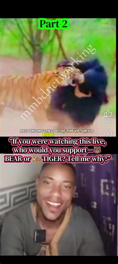 Bear vs Tiger: Who Would You Support Live?