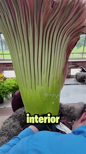 Por Qué le Hacen Agujeros a Esta Planta?