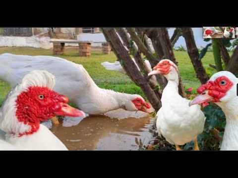 Muscovy Duck Egg Laying Season: When to Expect Eggs 🥚🐥"#duck #villagelife#duck #muscovyduck