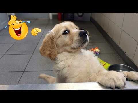Try Not To Laugh 🤣 Funny Cats & Dogs That Somehow Keep Outdoing Their Funniest Moments Every Time!