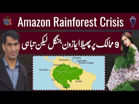 Amazon Rainforest Crisis: Threats, Fires & Global Impact | WAHJOC Environment