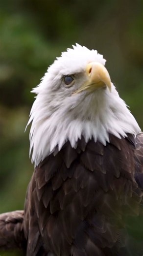 The bald eagle’s unique role as America’s national symbol
