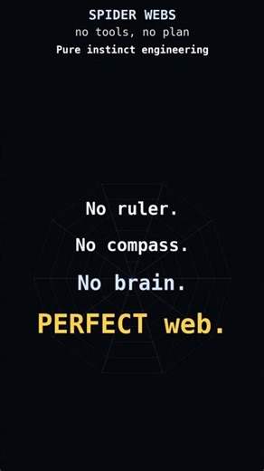 How Do Spiders Build Perfect Webs? 🕸️ #mathvisualization