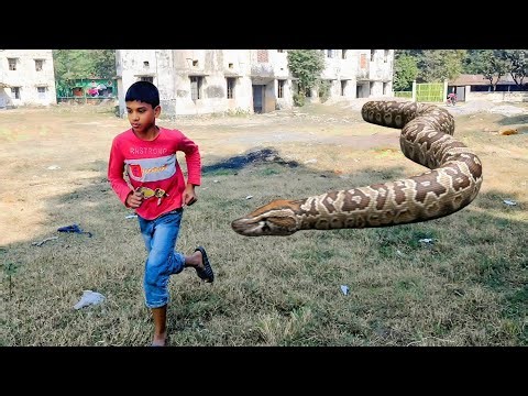 Giant Python Attacks Hunters | Real Life Horror 4 !
