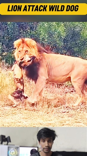 Wild Dog Faces a Fierce Attack from a Powerful Lion