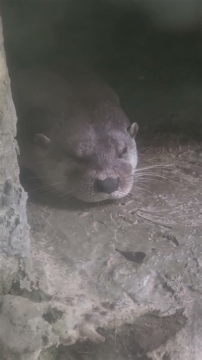 歐亞水獺Eurasian Otter/Taipei Zoo