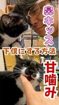 猫が下僕にする方法！元野良猫の靴下猫は甘噛みと猫パンチと鼻キッスを使い分けて人を虜にする（保護猫カフェ出身）