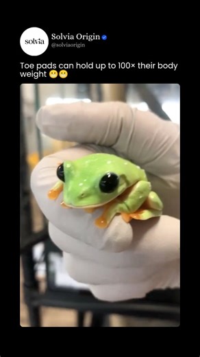 Solvia Origin on Instagram: "This Tiny Tree Frog Is Doing the Impossible 🐸🌿 - Tree frogs may look small and delicate, but they are built like nature’s acrobats. Belonging to several frog families found across rainforests, wetlands, and even backyard gardens, tree frogs spend most of their lives off the ground, high among leaves and branches. Their bodies are lightweight, their legs powerful, and their toes end in special adhesive pads that let them cling to smooth leaves, bark, and even glass 